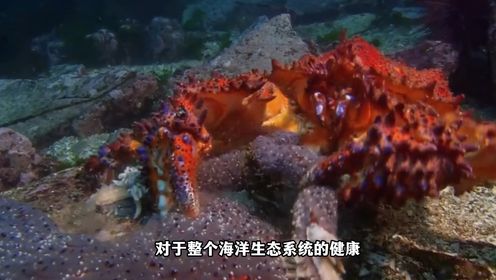 超高智商的海洋生物——章鱼！