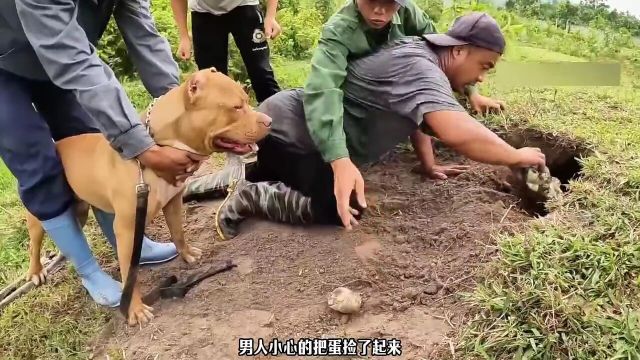 猎犬对着野外坑洞疯狂咆哮,男人查看发现许多奇怪的蛋