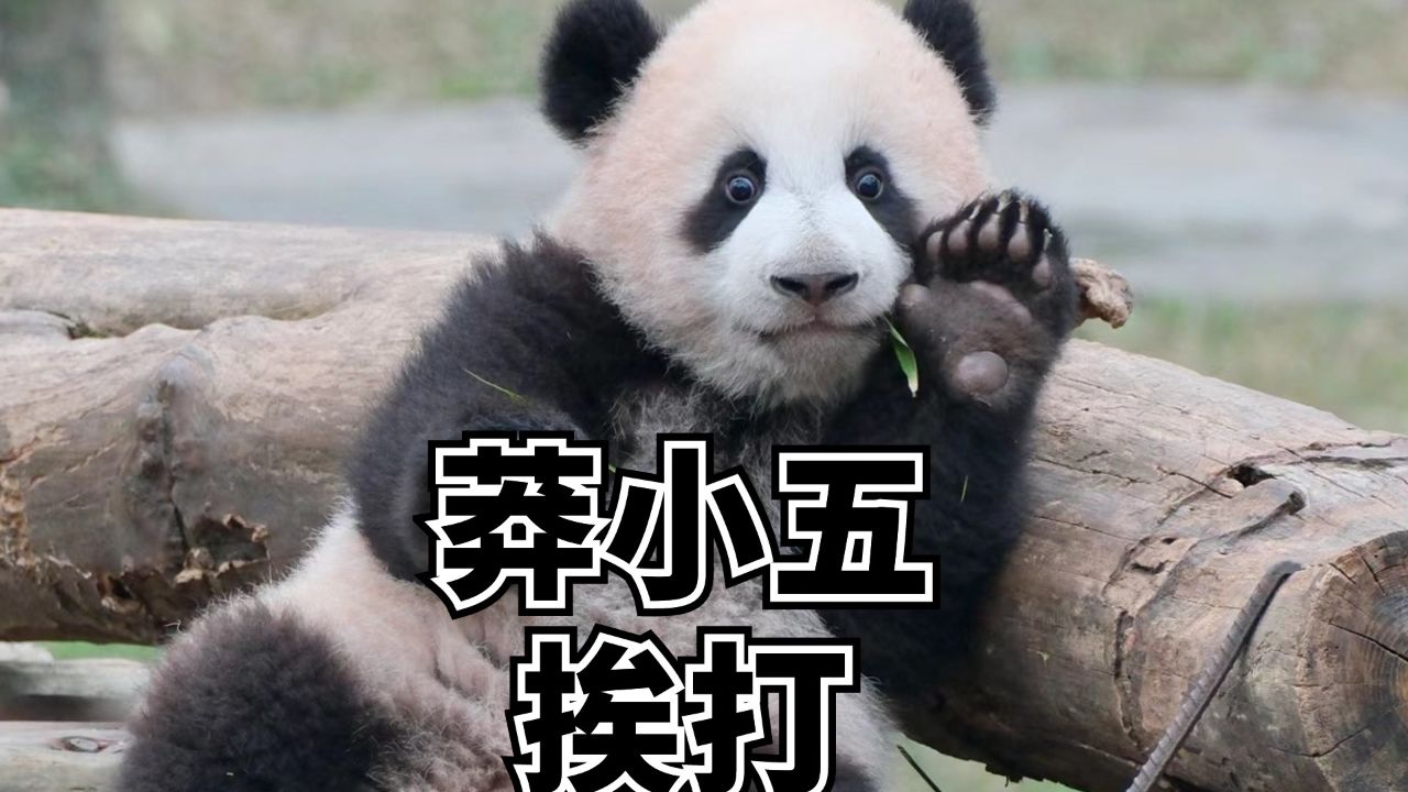 没有被熊妈妈打过的莽小五童年是不完美的