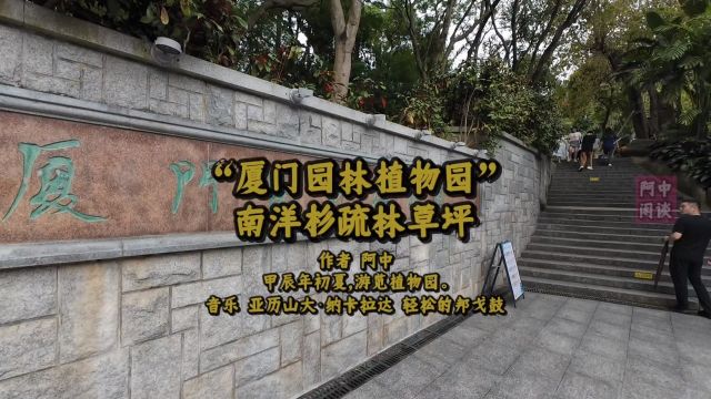 “厦门园林植物园”南洋杉疏林草坪