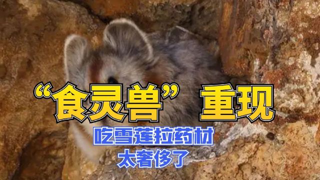 拉粑粑都是药材!天山“食灵兽”你听说过吗?消失八年后又回来了