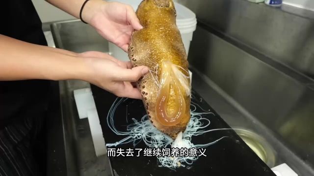 把海参拍晕再掐出内脏,参肉继续饲养,只取用小鱼制作