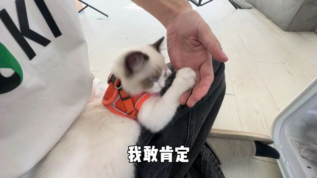 小猫咪爱咬人怎么办,一招搞定!#新手养猫#社会化训练#猫咪社会化#猫咪咬人#小卢呼噜噜