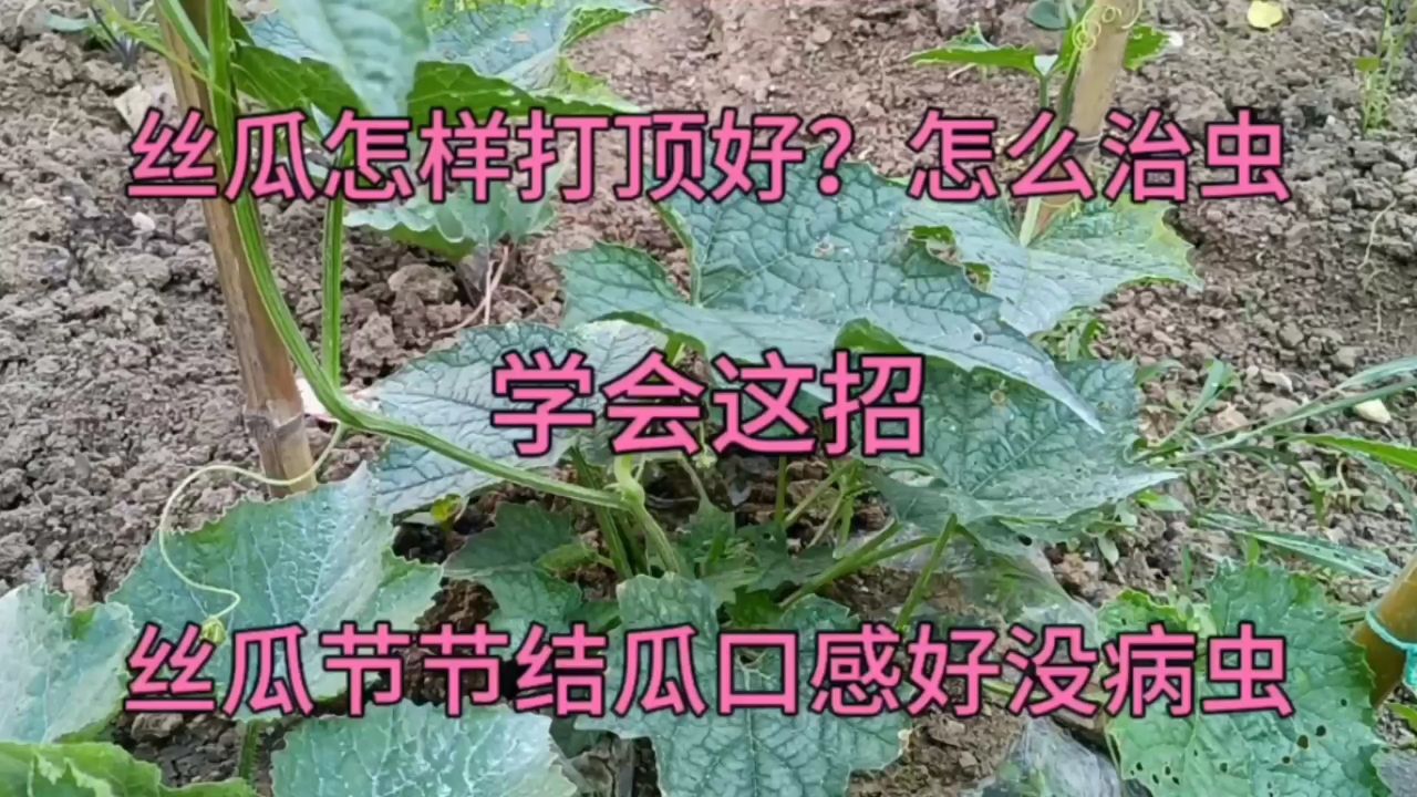 丝瓜怎样打顶好?怎么治虫?这样做丝瓜节节结瓜口感好没病虫