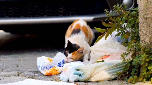 流浪猫是否会给人类带来福报