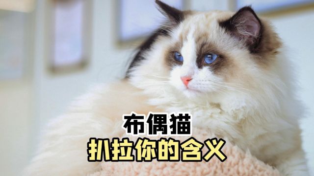 布偶猫扒拉你,有什么含义