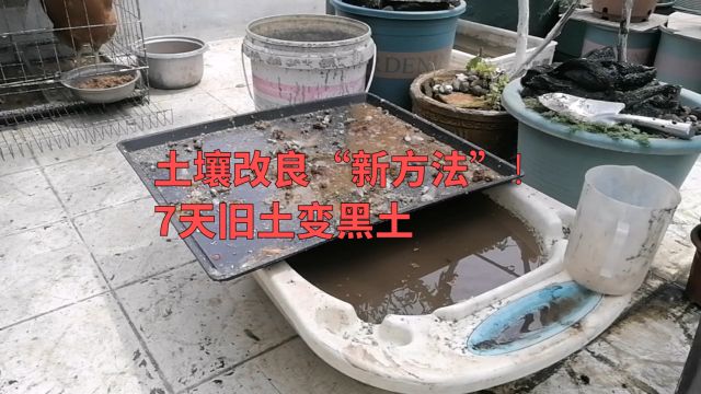 土壤改良“新方法”!7天旧土变黑土