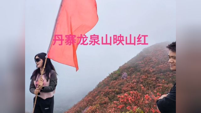 丹寨龙泉山万亩杜鹃花被誉为是“夏天的童话”,映红山岭蔚为壮观.