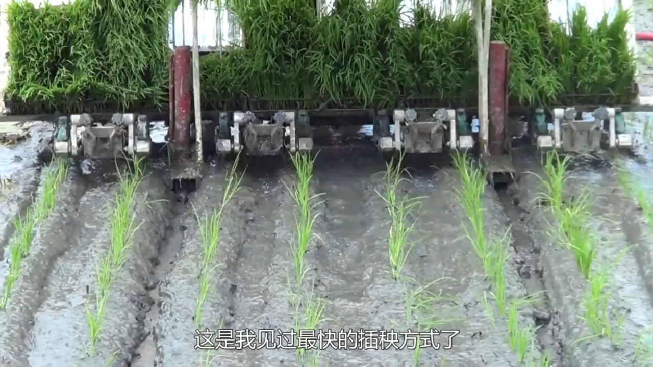 越南农民自制微型插秧机,10分钟插一亩地,不用弯腰秧苗落地生根