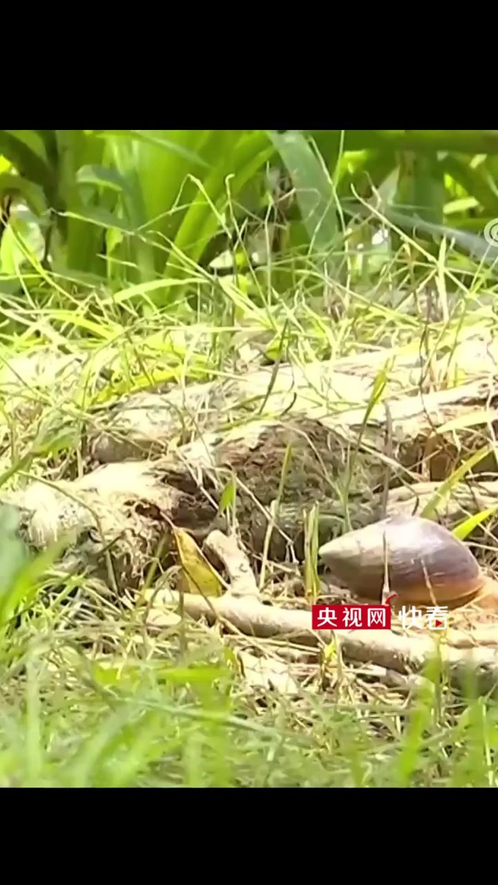 广东雨后出现非洲大蜗牛,误食误触后病情严重可致残或