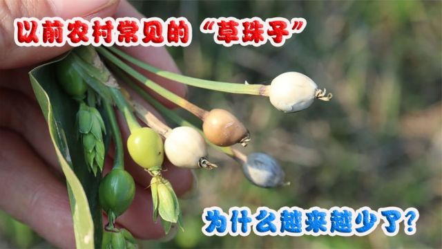 农村常见的“草珠子”,小时候拿来做手链,为什么越来越少了?