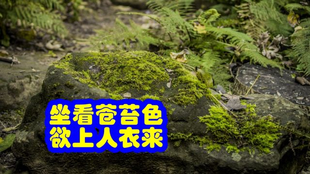 品鉴唐诗 坐看苍苔色 欲上人衣来 王维 《书事》