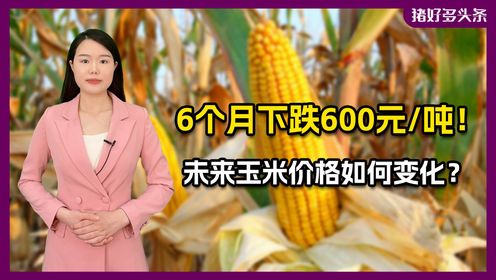 行情预警：6个月玉米价格下跌超600元/吨，未来如何变化？