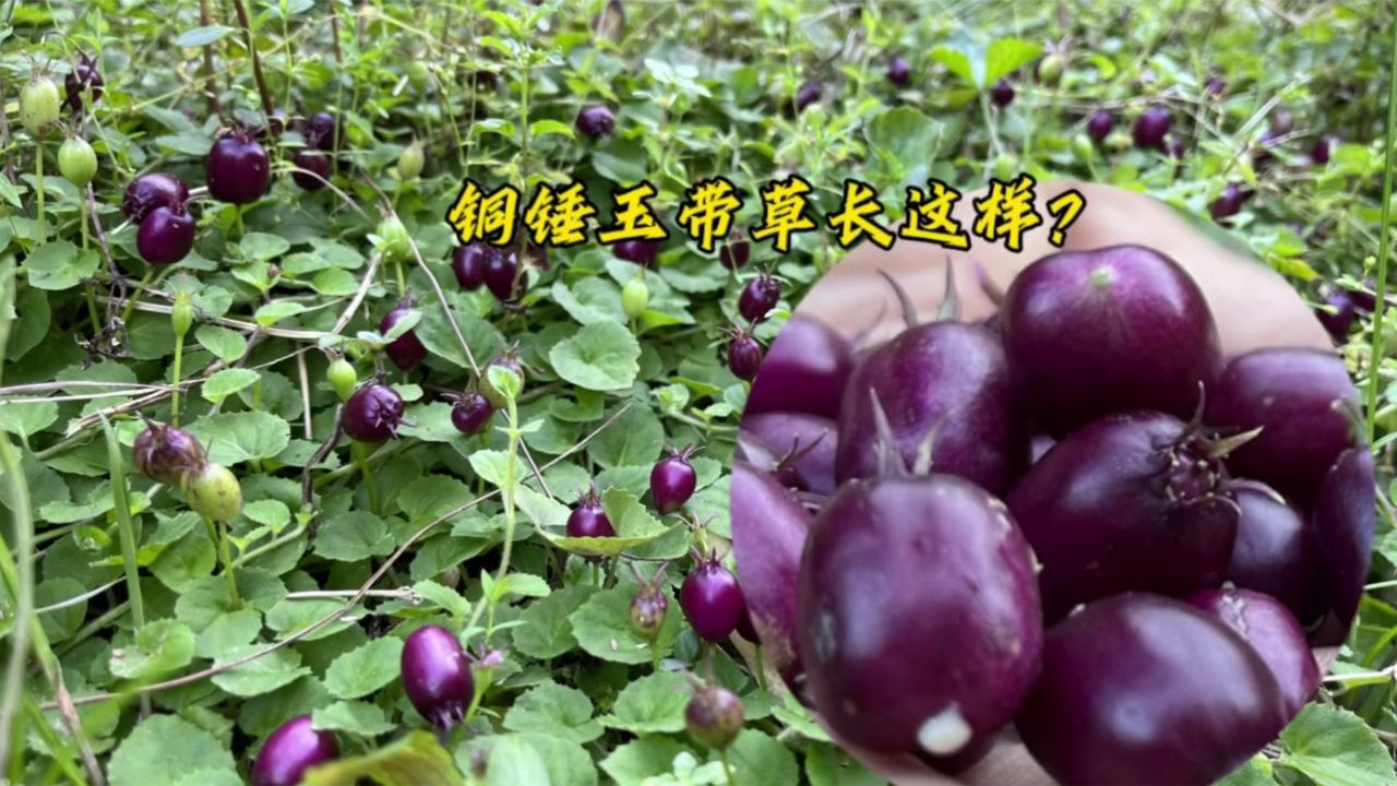 这种就是"铜锤玉带草"长这样,懂价值的老人不多,遇见别不认识