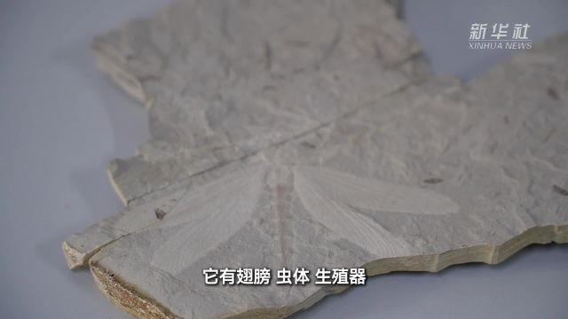 距今约1.65亿年 内蒙古发现完整优美蜓科蜻蜓化石