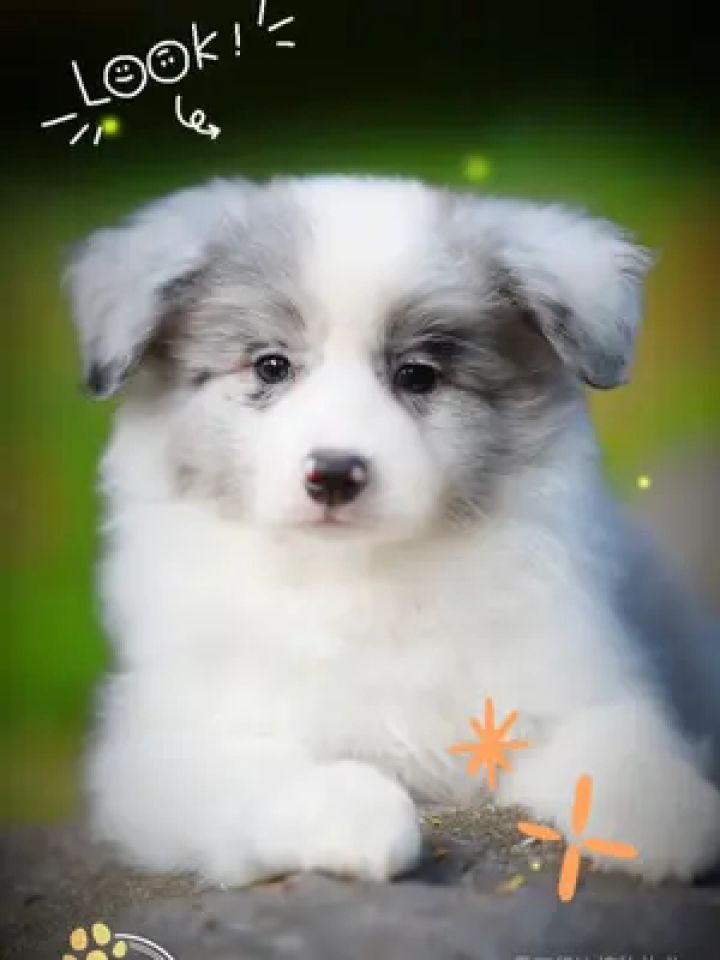 陨石小可爱,古灵精怪~这样的边牧是您喜欢的吗?