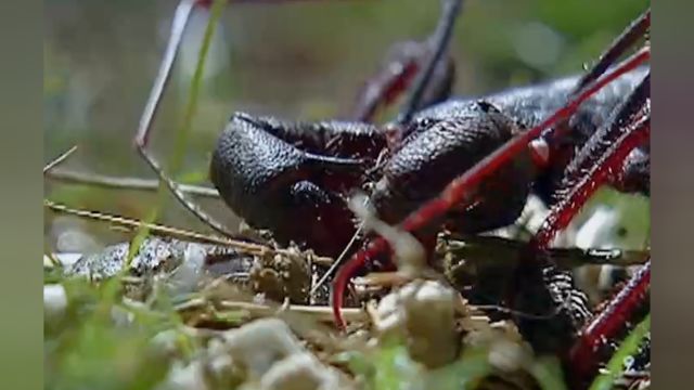 鞭蝎捕食瞬间,慢慢靠近猎物发起攻击,猎物被瞬间压制无法逃脱