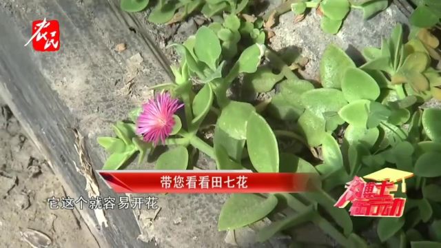 科技助农 | 带您看看田七花