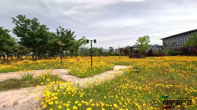 连云港一处小众赏花好去处,海州湾会议中心金鸡菊花海地,美翻天