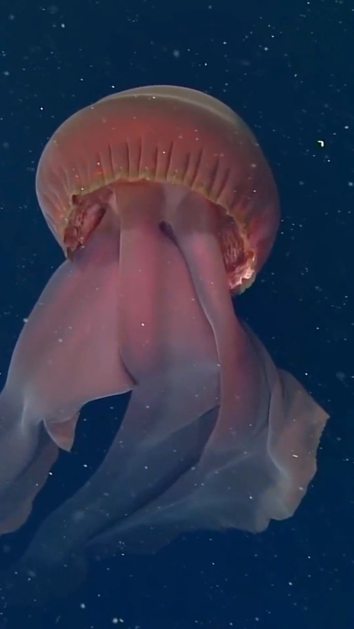南极洲深海惊现巨型水母,触手长达10米!外形酷似射魂怪吓坏游客
