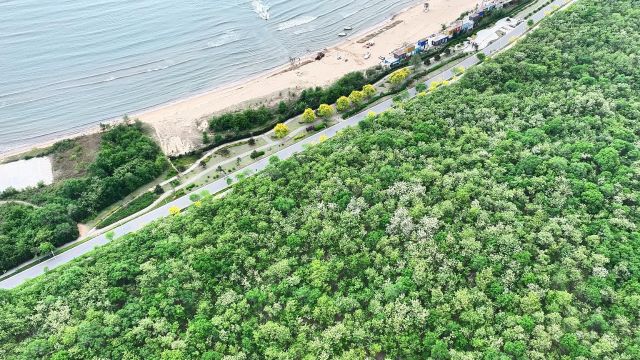 千城胜景|河北秦皇岛:沿海防护林带槐花盛开