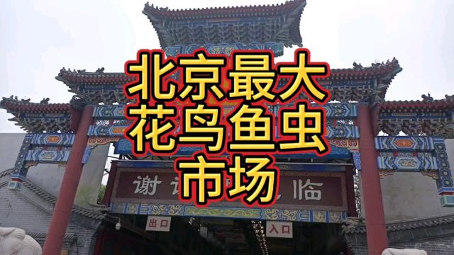 开业20来年目前北京最大的花鸟鱼虫市场赶紧去逛生怕哪天就没了