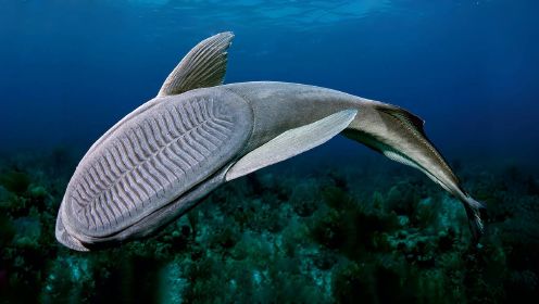 吸盘鱼：海洋里最懒的鱼