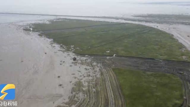 加强实施互花米草治理实验项目!东营牢牢守护大河之洲生态底色