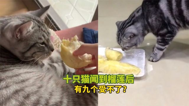 宠物解说:十只猫闻到榴莲后,有九个受不了?