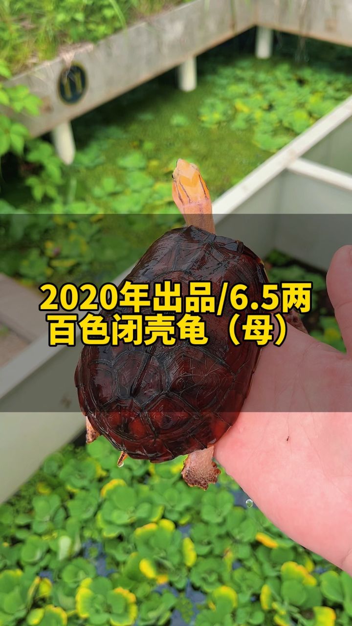 百色闭壳龟,养龟人的终极目标!2020年出品6.5两,905字头多点!