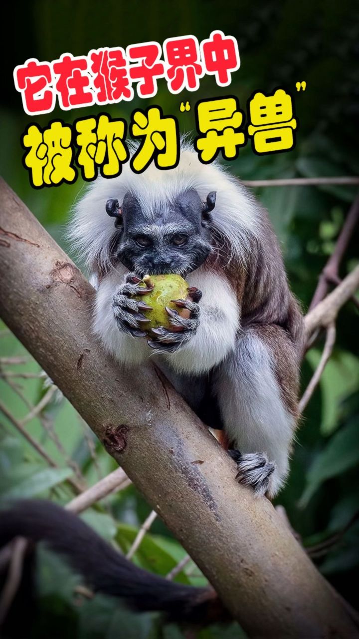 它在猴子界中被称为"异兽"