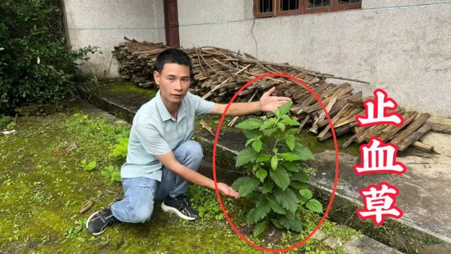 老辈人常称的“止血草”,其实就是农村不起眼的天名精,来看看吧