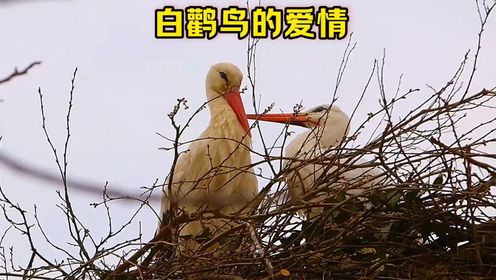 玛连娜和阿克的爱情你们羡慕吗?