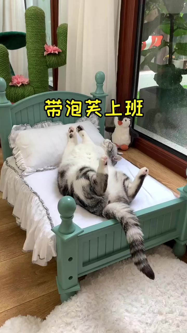 泡芙上班除了吃就是睡 我想和猫老板互换下