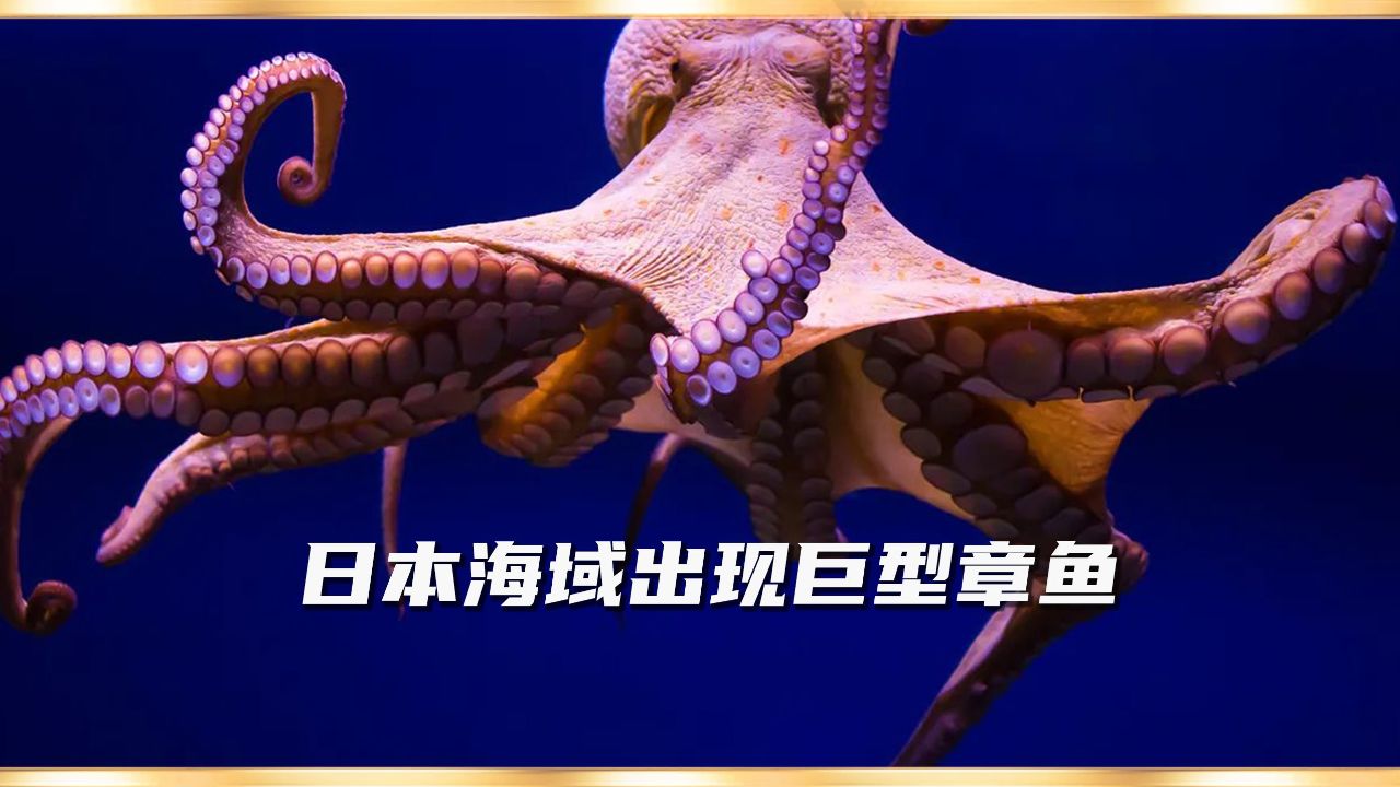 日本海域出现巨型章鱼?