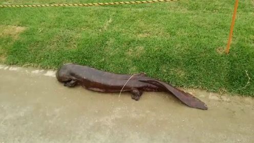 世界上最大娃娃鱼,被誉为张家界的守护神兽,至今已存活200年!