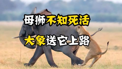 母狮吃了熊心豹子胆,竟敢单枪匹马捕猎大象,大象下一秒彻底爆发