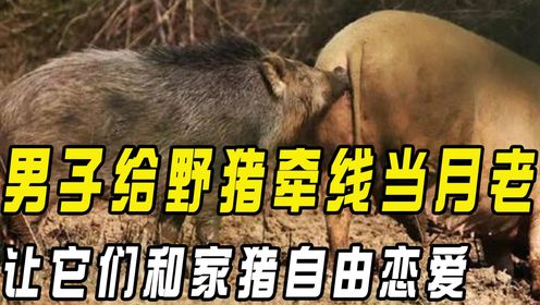 男子给野猪牵线当月老，让它们和家猪恋爱交配，年收入几十万元