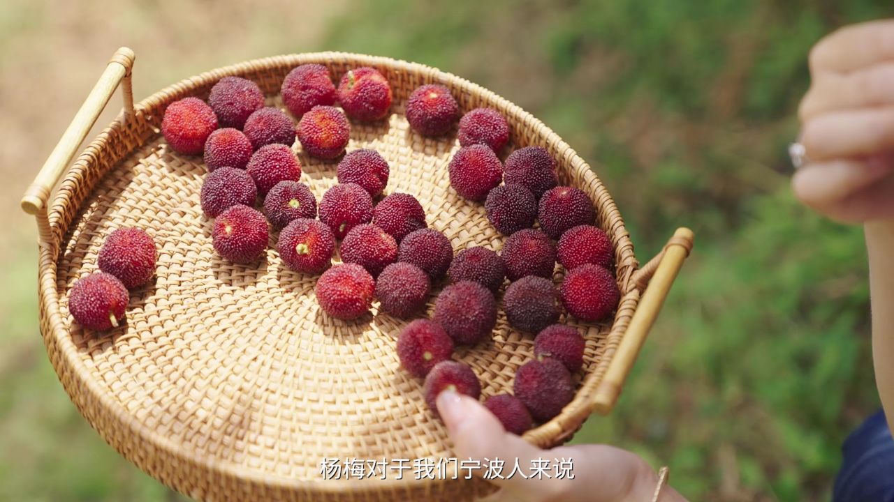 来慈溪,过一个"杨梅味"的夏天