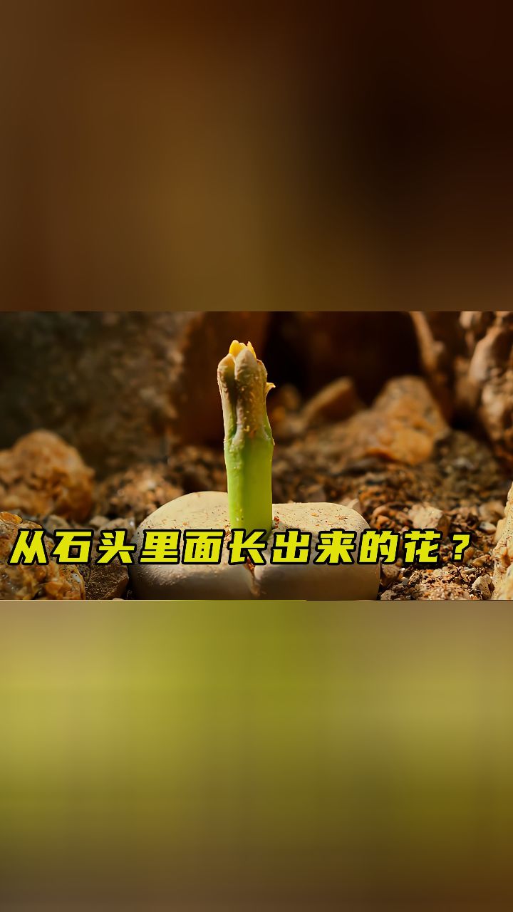 石头里长出的花你见过吗?