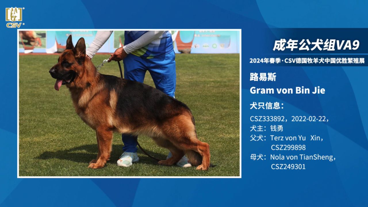 2024年春季·csv德国牧羊犬中国优胜繁殖展成年公犬组va9犬只讲评