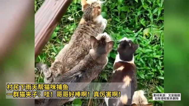 村民下雨天帮猫咪捕鱼 一群猫夹子:哇!哥哥好棒啊!真厉害啊!