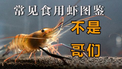 虾的一生只是为了被吃吗?常见虾类图鉴_高清1080P在线观看平台_腾讯视频