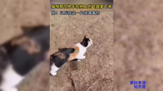 热心市民猫先生帮助狗子们拿下来卡在树上的飞盘玩具