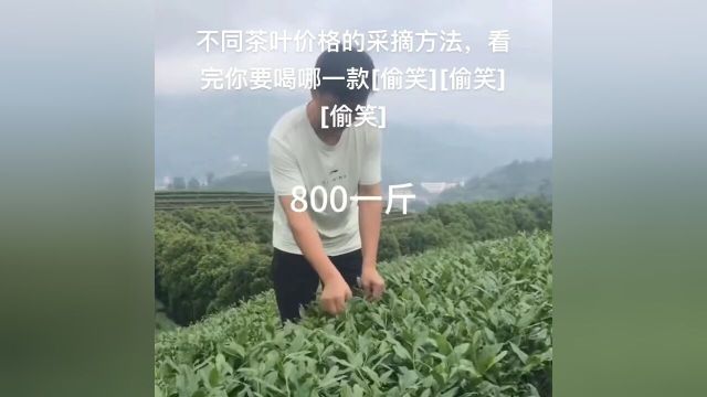 不同茶叶价格的采摘方法,看完你要喝哪一款[偷笑][偷笑][偷笑]