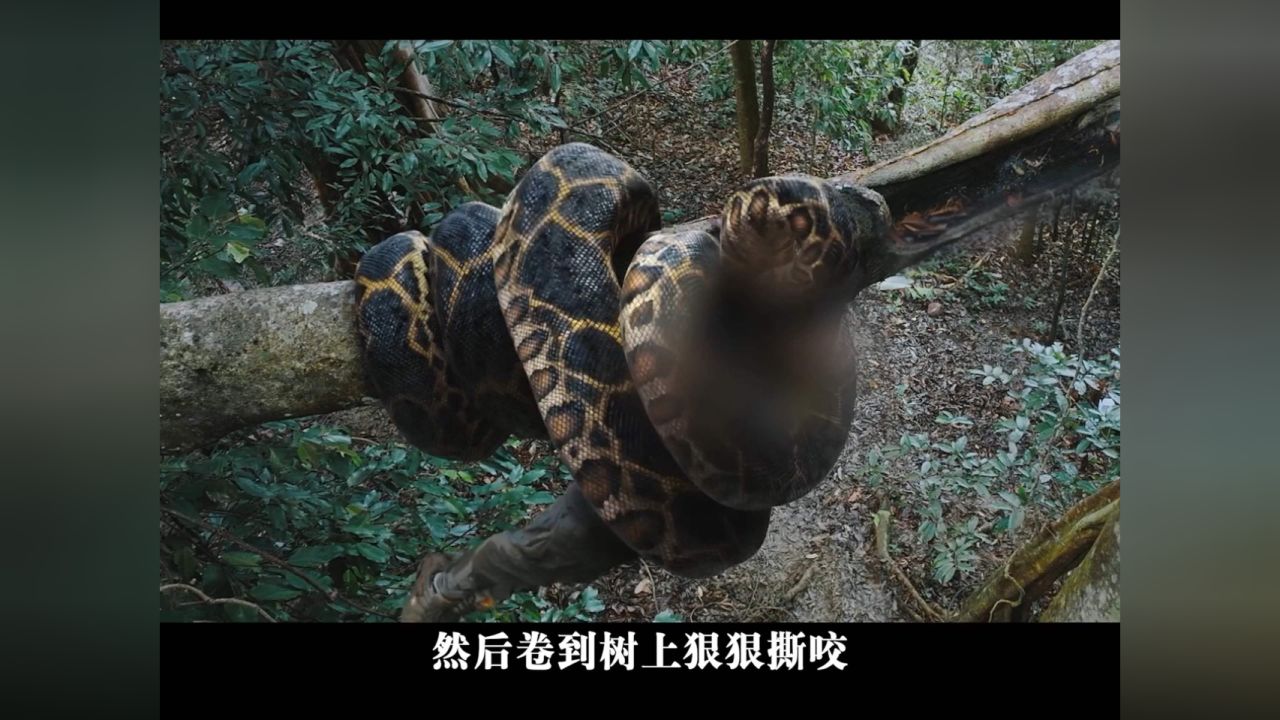 一口气看完最新国产惊悚片,良心之作#狂蟒之灾