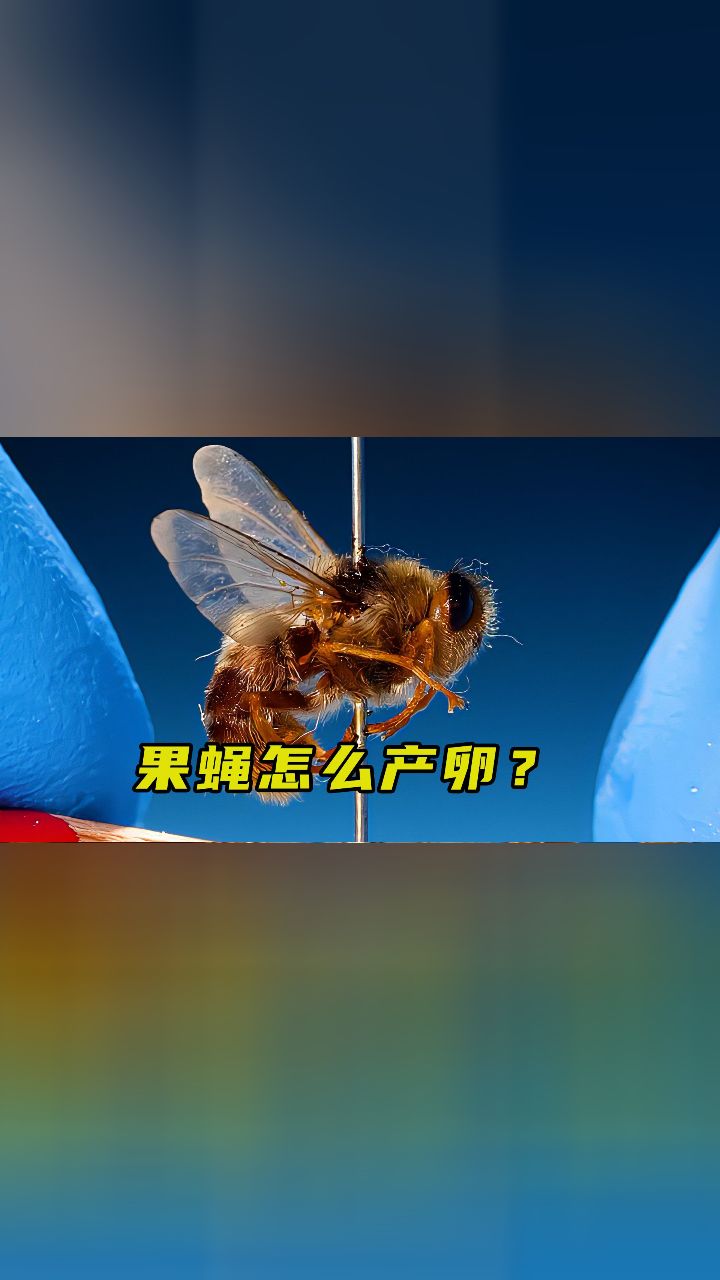 果蝇幼虫寄生动物图片