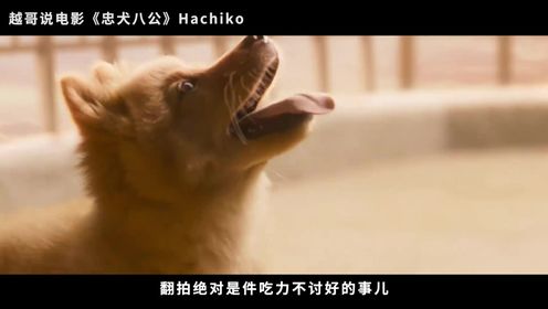 票房过亿，中国版《忠犬八公》，这只小土狗，让30万人同时落泪！