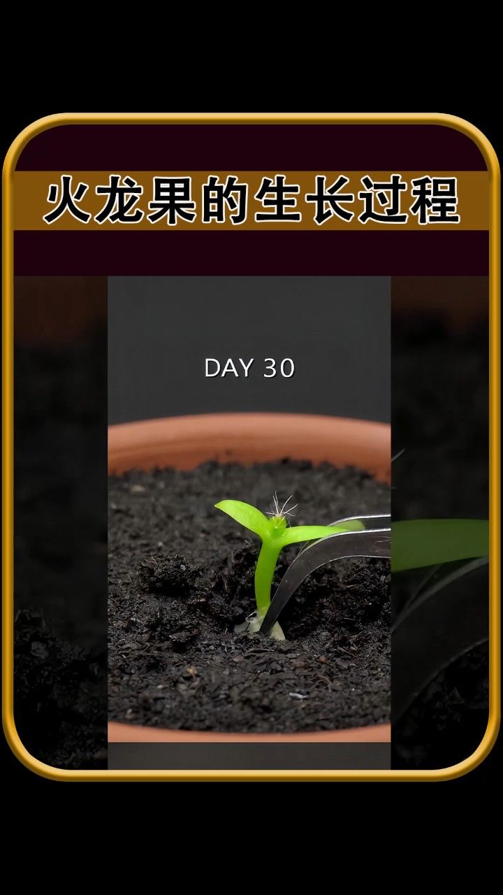 火龙果的生长过程