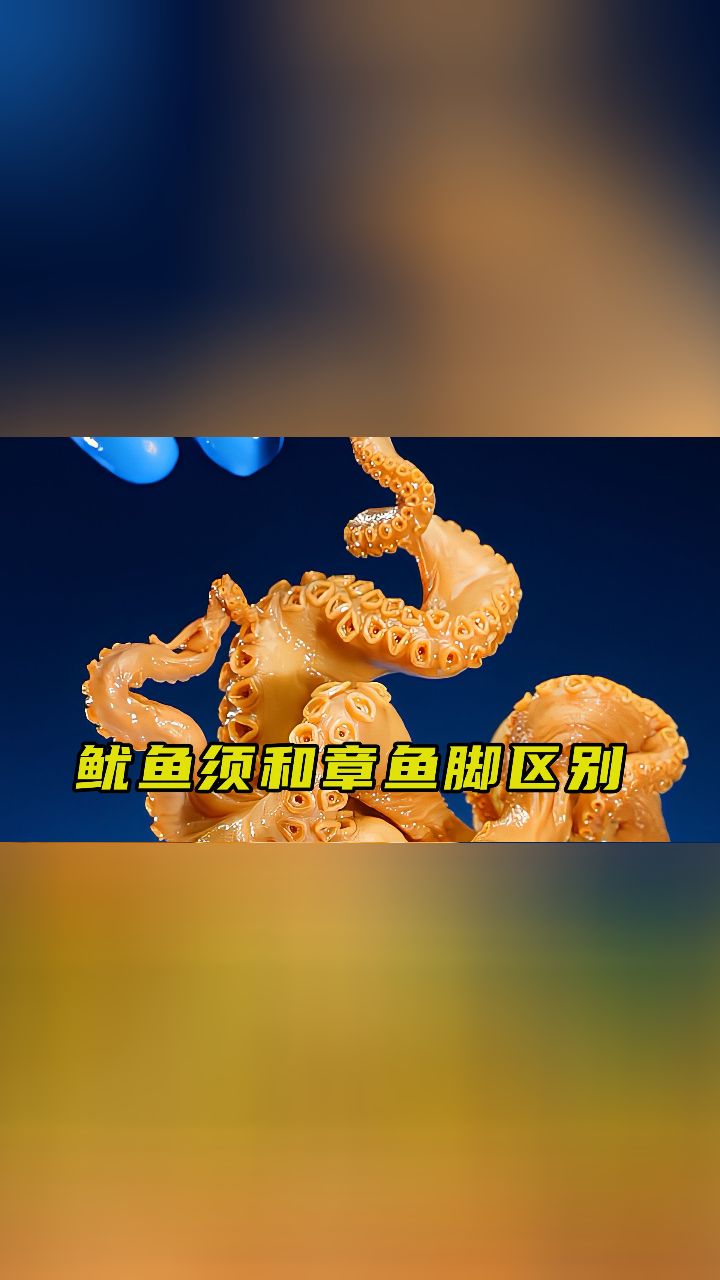 多脚 吸盘 动物图片